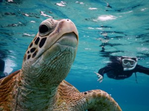 宮古島のウミガメさん泳ごうよ