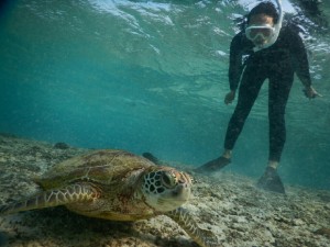 宮古島驚きのウミガメ立ち見シュノーケル