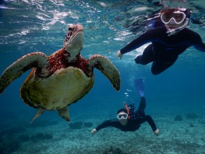 宮古島在住ウミガメスキンダイブ