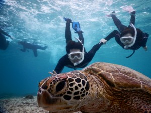 息を会わせてスキンダイブ