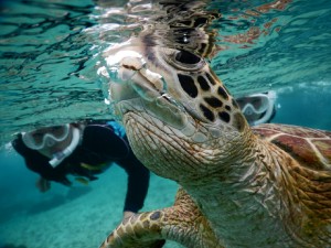 息がもれてる宮古島のウミガメ