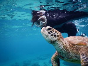 宮古島のウミガメをひとりじめ