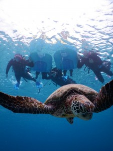 ３世代宮古島ウミガメをみる