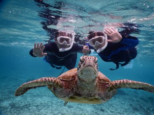 新婚ウミガメ撮影会