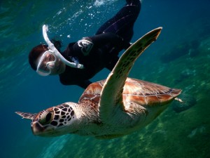 す潜りウミガメこんにちは