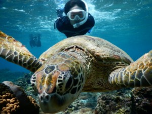 ウミガメへ宮古島へ突進