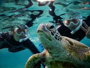 幻想的なウミガメフォト