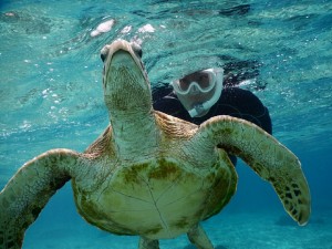 あがるウミガメ