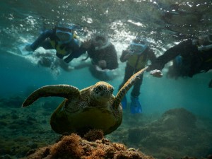 お子様観察中にウミガメに宮古島の太陽がスポットライト