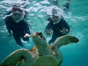 ウミガメさん待って～