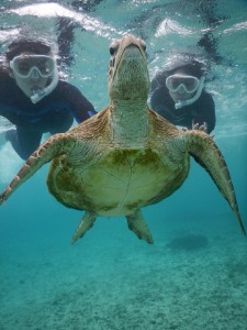 上がりますよ～ウミガメさんについていこう