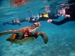 輪になって宮古島ウミガメシュノーケリング