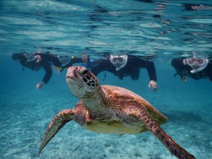 家族皆で宮古島でウミガメと撮影会