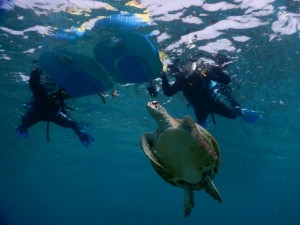 お子様と宮古島でウミガメをみる