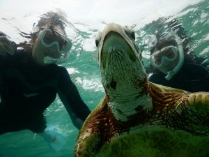 ウミガメを下から撮影