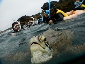 浮き輪でウミガメを見に行ったら息継ぎしてました