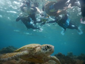 さあ全員でウミガメ見に行きます