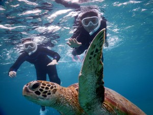 ウミガメシュノーケリング待て待て
