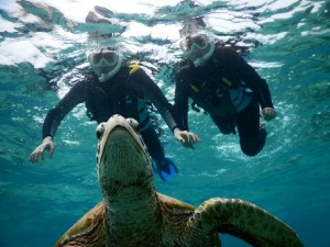 宮古島のウミガメ浮上