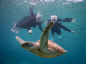 白い甲羅のウミガメとシュノーケリング