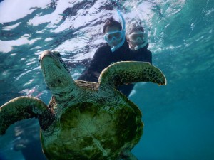 お子様シュノーケリングでウミガメ