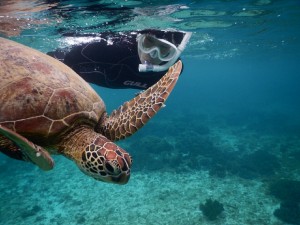 シュノーケリングお一人様
