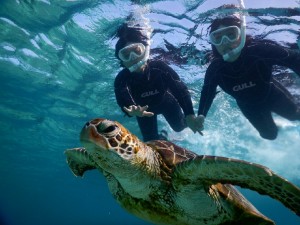 ウミガメさんと握手できそう