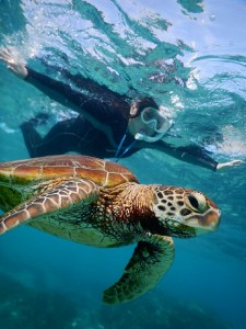 シュノーケリングでウミガメと飛んでるみたい