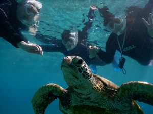 ３人仲良くシュノーケリング