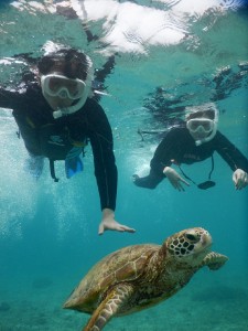 こわいけどウミガメさんには会いたいよ