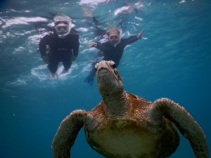 宮古島夫婦でウミガメ