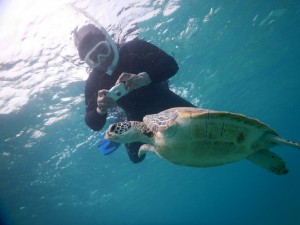 お一人様シュノーケリング