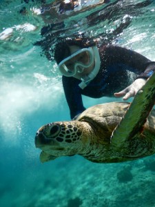 ウミガメ抱っこしそう