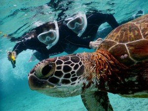 ウミガメ接近中