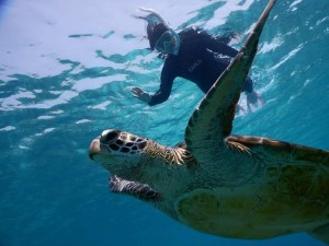 念願のウミガメをライジャケ無しでも