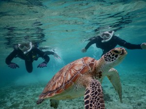 初めてのウミガメ遭遇