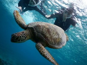 スキンダイブもウミガメで