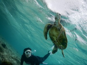 シュノーケルで宮古島ウミガメを下からアングル撮影