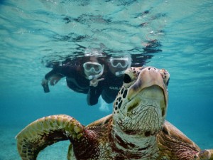 宮古島ウミガメさんに水面から