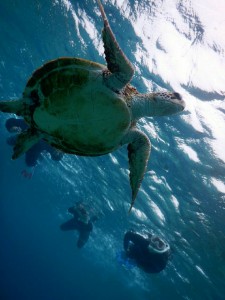 海外から宮古島シュノーケリングにご参加