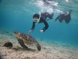 宮古島すもぐりでウミガメ