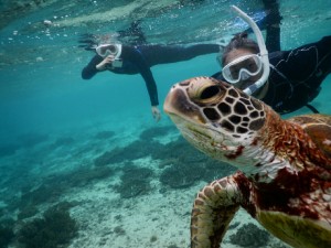 貸切りウミガメシュノーケル