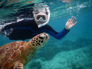 よこ撮影ウミガメ