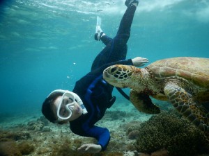 ウミガメさんこんちは