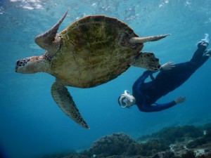 華麗なるウミガメとスキンダイブ
