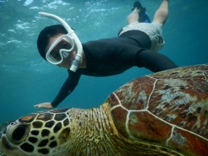 宮古島のウミガメ大きい