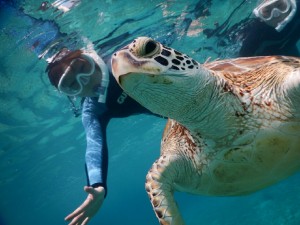 ウミガメとの宮古の思い出