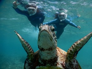 ウミガメ上昇中