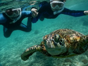 宮古島のウミガメ接近中