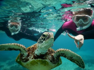 宮古島のウミガメさんいぇーい